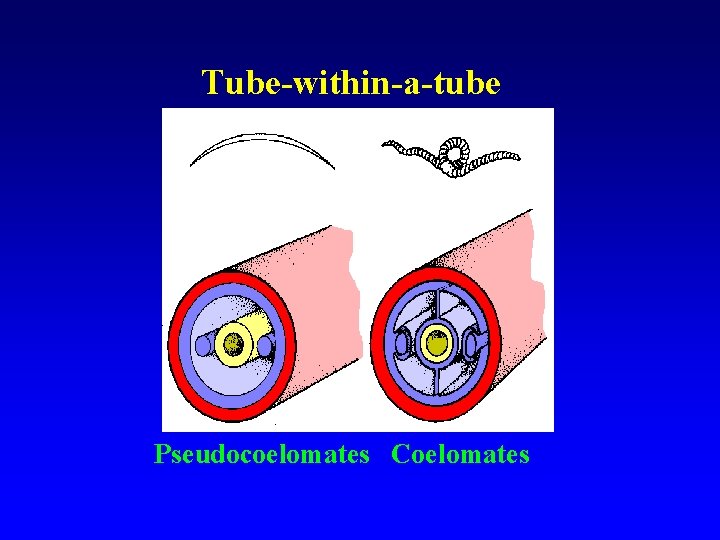 Tube-within-a-tube Pseudocoelomates Coelomates 