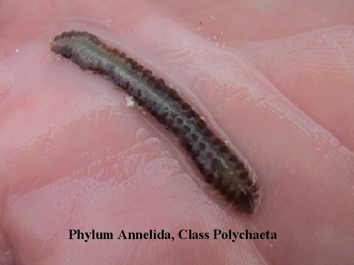 Phylum Annelida, Class Polychaeta 