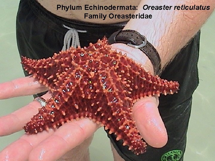 Phylum Echinodermata: Oreaster reticulatus Family Oreasteridae 