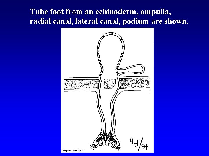 Tube foot from an echinoderm, ampulla, radial canal, lateral canal, podium are shown. 