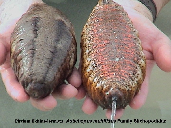 Phylum Echinodermata: Astichopus multifidus Family Stichopodidae 