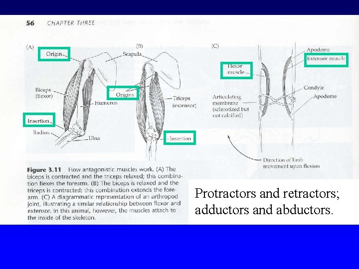 Protractors and retractors; adductors and abductors. 