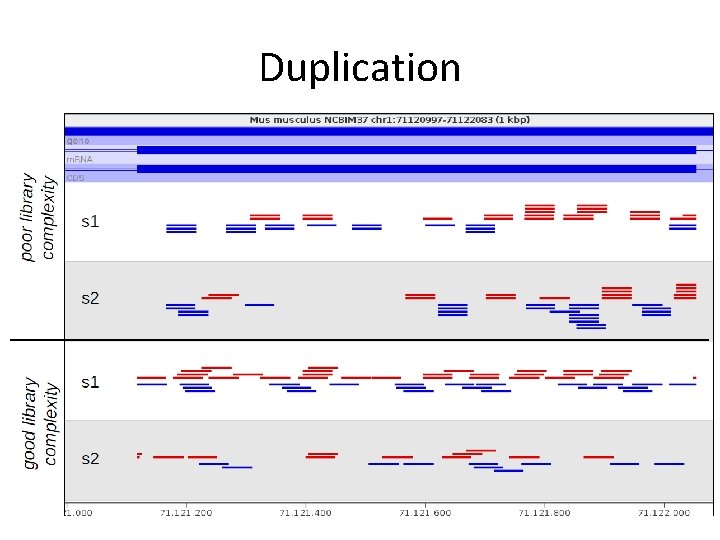 Duplication 