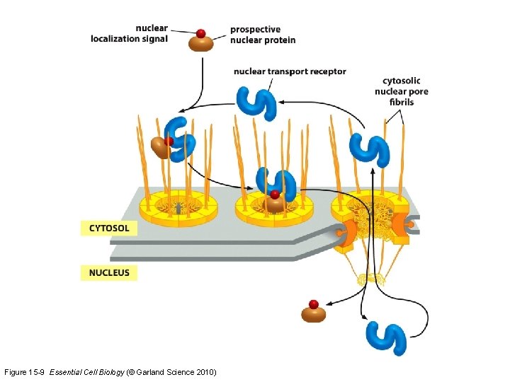 Figure 15 -9 Essential Cell Biology (© Garland Science 2010) 