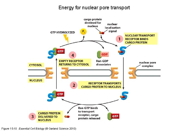 Energy for nuclear pore transport Figure 15 -10 Essential Cell Biology (© Garland Science