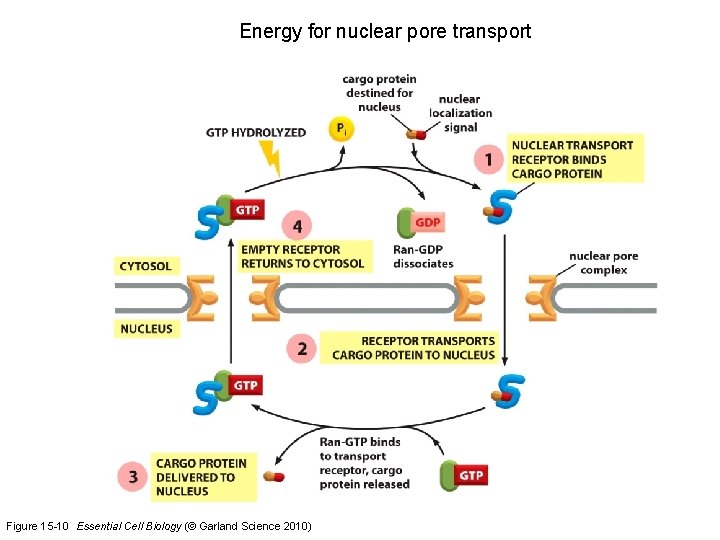 Energy for nuclear pore transport Figure 15 -10 Essential Cell Biology (© Garland Science