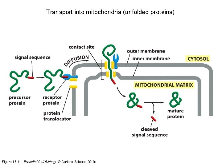 Transport into mitochondria (unfolded proteins) Figure 15 -11 Essential Cell Biology (© Garland Science