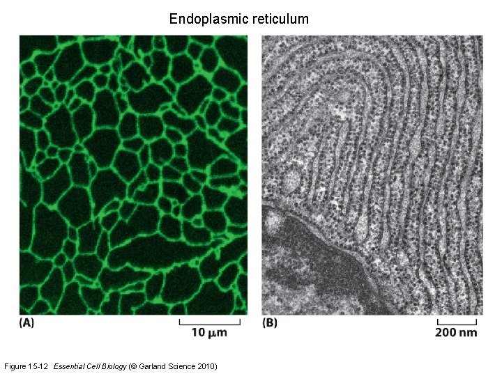 Endoplasmic reticulum Figure 15 -12 Essential Cell Biology (© Garland Science 2010) 