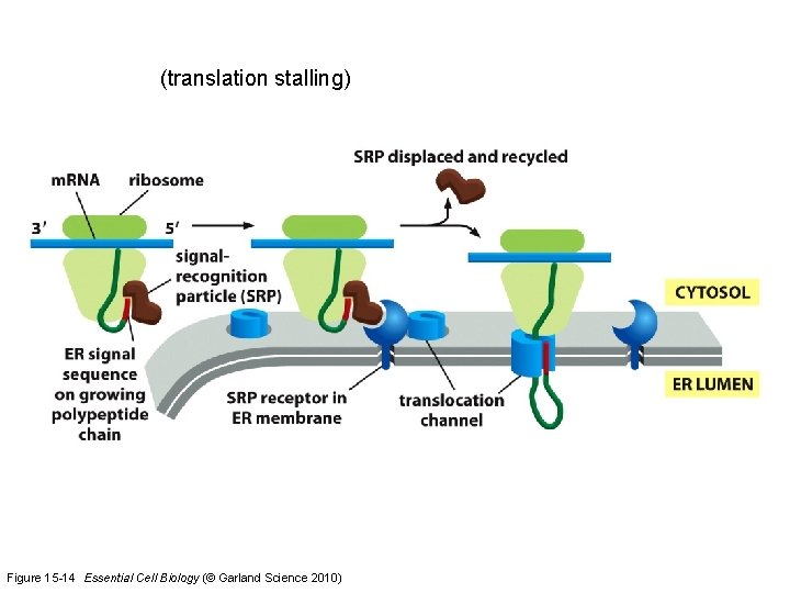 (translation stalling) Figure 15 -14 Essential Cell Biology (© Garland Science 2010) 