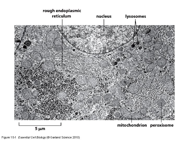 Figure 15 -1 Essential Cell Biology (© Garland Science 2010) 