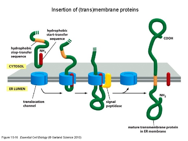 Insertion of (trans)membrane proteins Figure 15 -16 Essential Cell Biology (© Garland Science 2010)