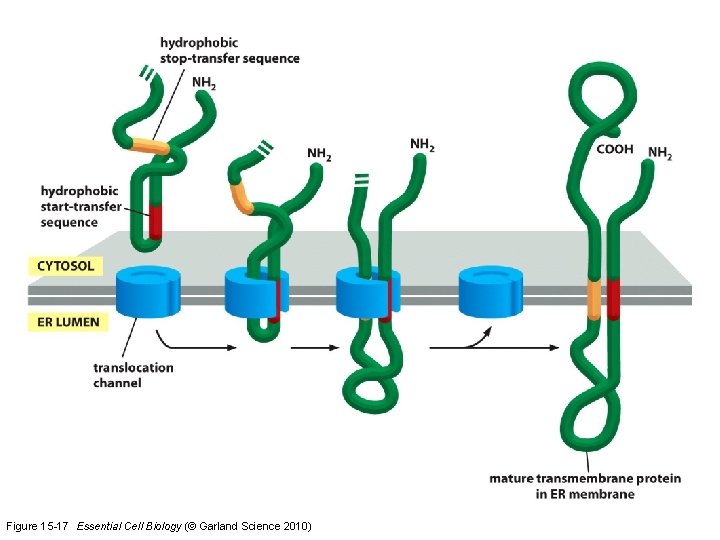 Figure 15 -17 Essential Cell Biology (© Garland Science 2010) 