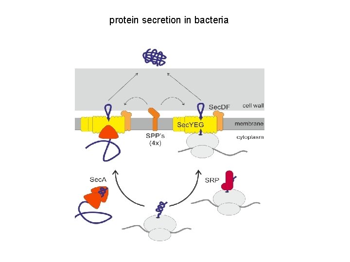 protein secretion in bacteria 