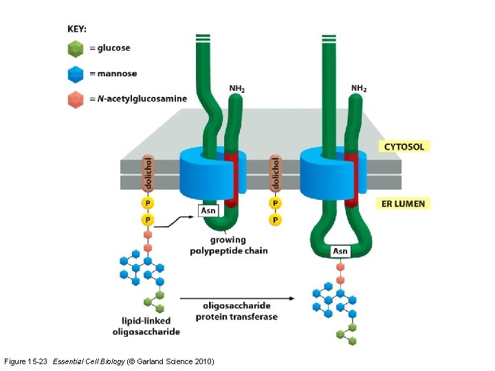 Figure 15 -23 Essential Cell Biology (© Garland Science 2010) 