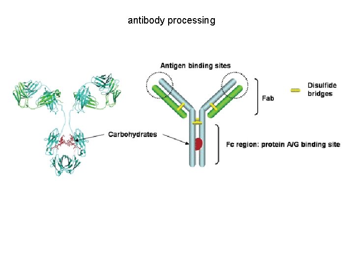 antibody processing 