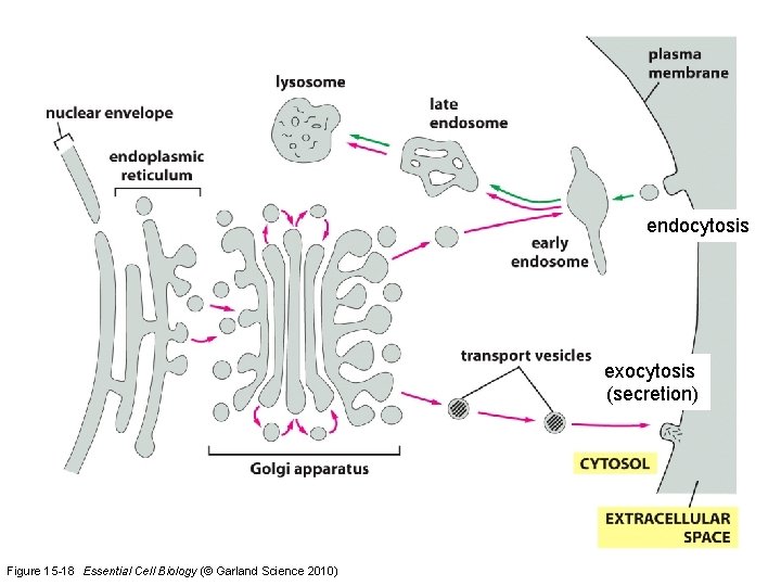 endocytosis exocytosis (secretion) Figure 15 -18 Essential Cell Biology (© Garland Science 2010) 