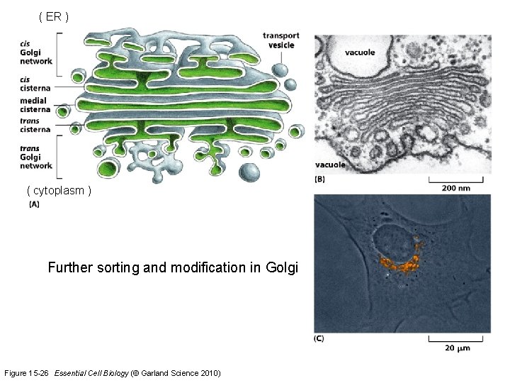 ( ER ) ( cytoplasm ) Further sorting and modification in Golgi Figure 15