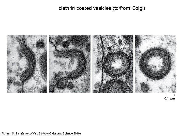 clathrin coated vesicles (to/from Golgi) Figure 15 -19 a Essential Cell Biology (© Garland