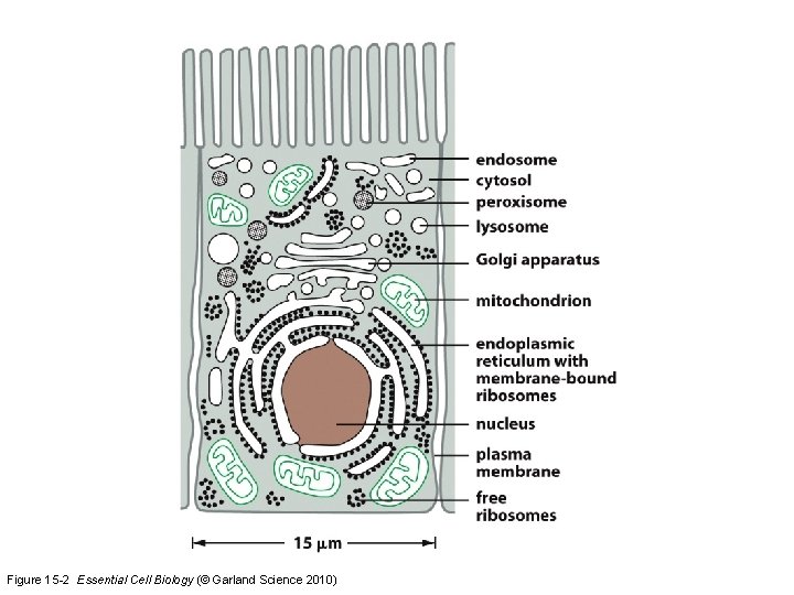 Figure 15 -2 Essential Cell Biology (© Garland Science 2010) 