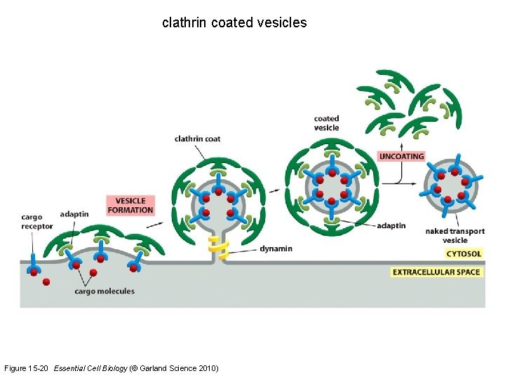 clathrin coated vesicles Figure 15 -20 Essential Cell Biology (© Garland Science 2010) 