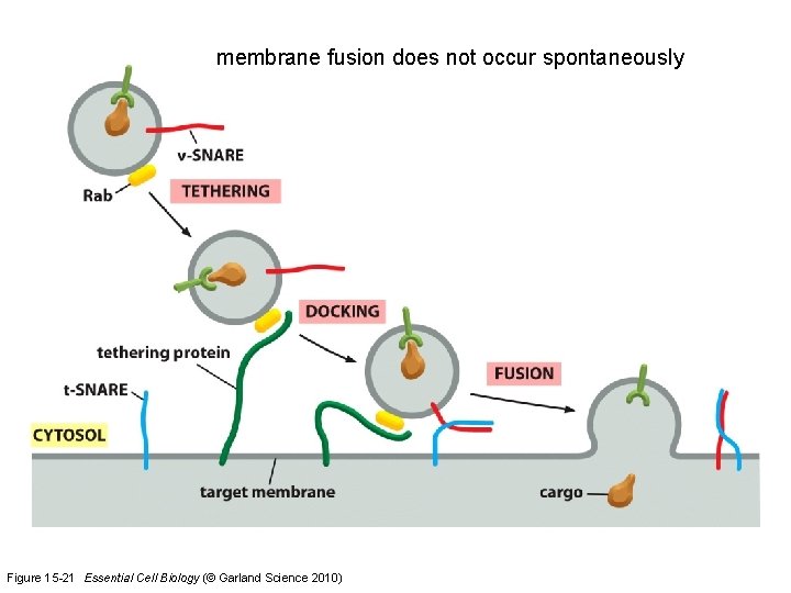 membrane fusion does not occur spontaneously Figure 15 -21 Essential Cell Biology (© Garland