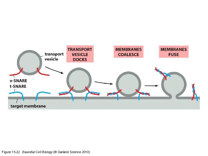 Figure 15 -22 Essential Cell Biology (© Garland Science 2010) 