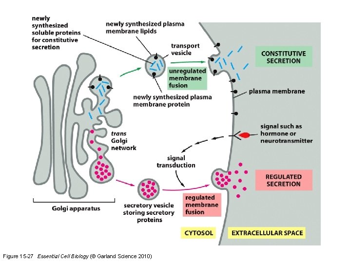 Figure 15 -27 Essential Cell Biology (© Garland Science 2010) 