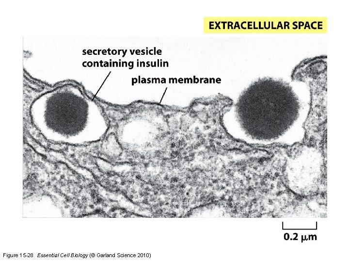 Figure 15 -28 Essential Cell Biology (© Garland Science 2010) 