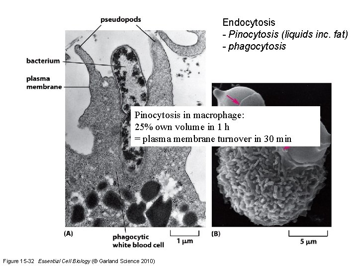 Endocytosis - Pinocytosis (liquids inc. fat) - phagocytosis Pinocytosis in macrophage: 25% own volume