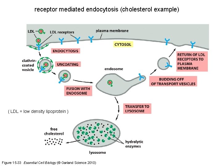 receptor mediated endocytosis (cholesterol example) ( LDL = low density lipoprotein ) Figure 15