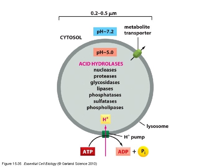 Figure 15 -35 Essential Cell Biology (© Garland Science 2010) 