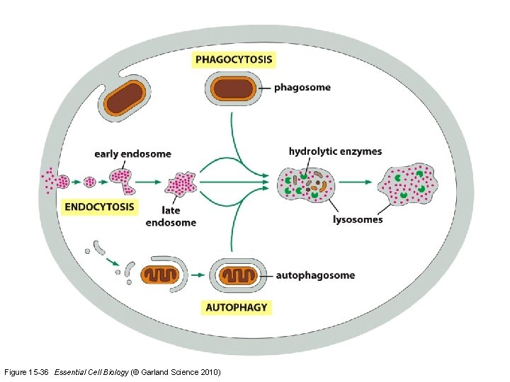 Figure 15 -36 Essential Cell Biology (© Garland Science 2010) 