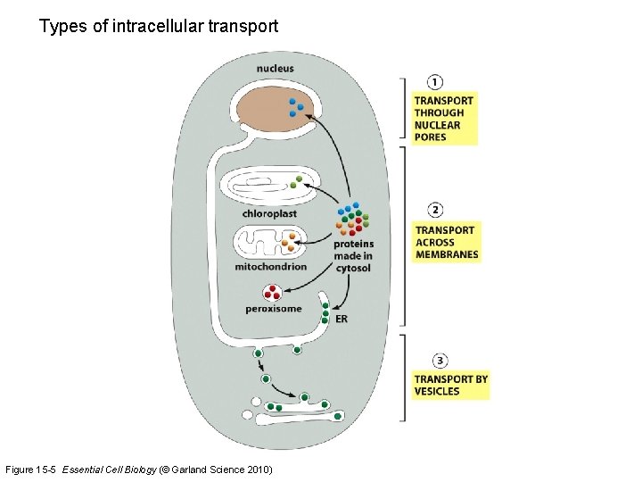 Types of intracellular transport Figure 15 -5 Essential Cell Biology (© Garland Science 2010)