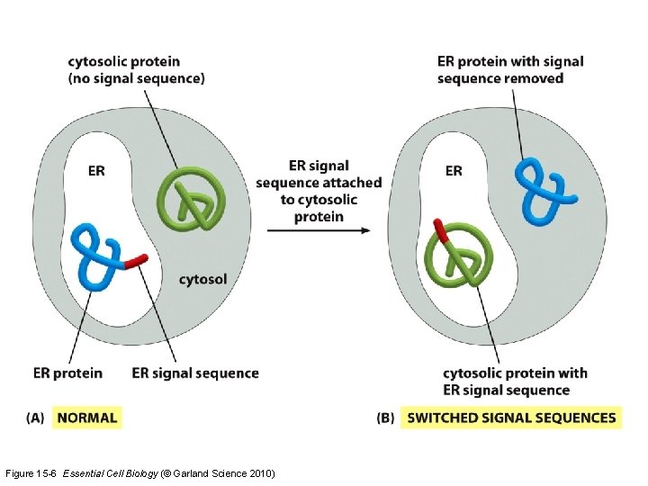 Figure 15 -6 Essential Cell Biology (© Garland Science 2010) 