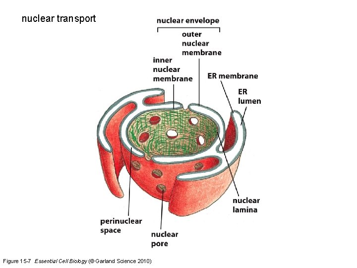 nuclear transport Figure 15 -7 Essential Cell Biology (© Garland Science 2010) 