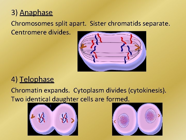 3) Anaphase Chromosomes split apart. Sister chromatids separate. Centromere divides. 4) Telophase Chromatin expands.
