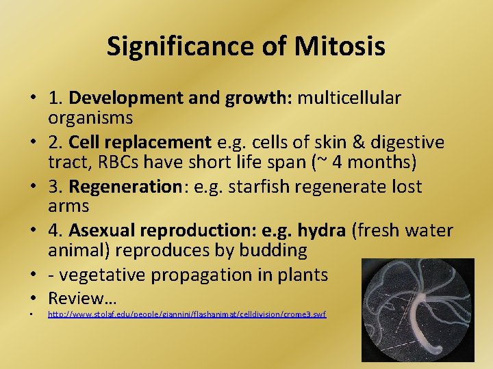 Significance of Mitosis • 1. Development and growth: multicellular organisms • 2. Cell replacement