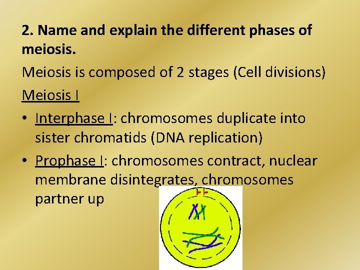 2. Name and explain the different phases of meiosis. Meiosis is composed of 2