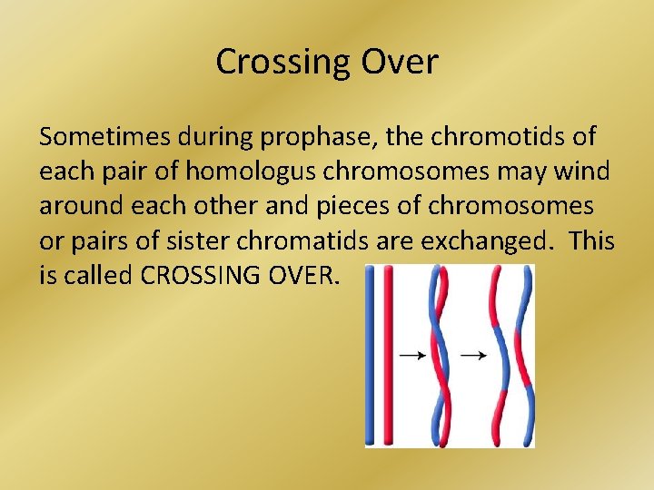 Crossing Over Sometimes during prophase, the chromotids of each pair of homologus chromosomes may
