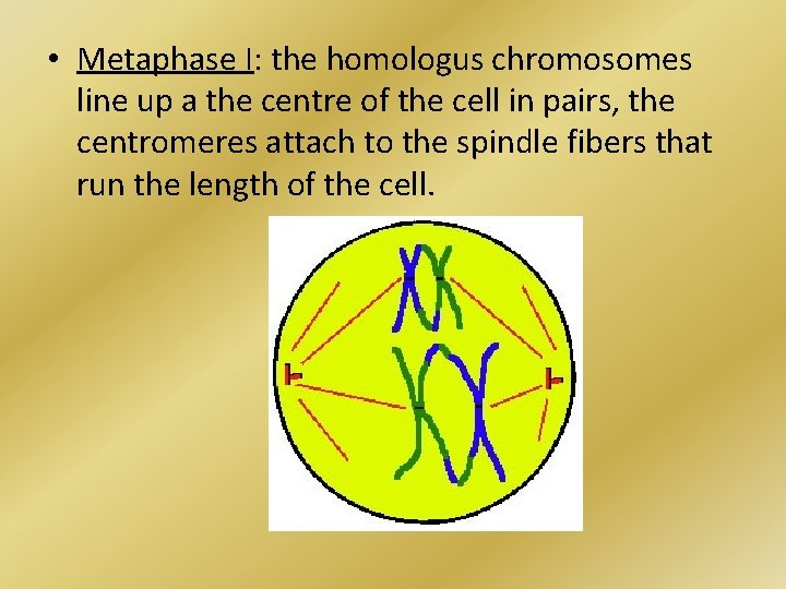  • Metaphase I: the homologus chromosomes line up a the centre of the
