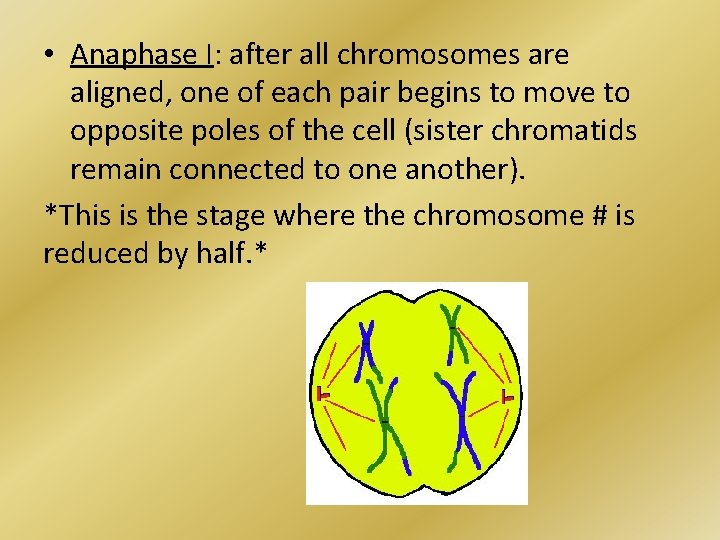  • Anaphase I: after all chromosomes are aligned, one of each pair begins