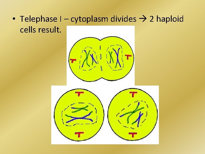  • Telephase I – cytoplasm divides 2 haploid cells result. 