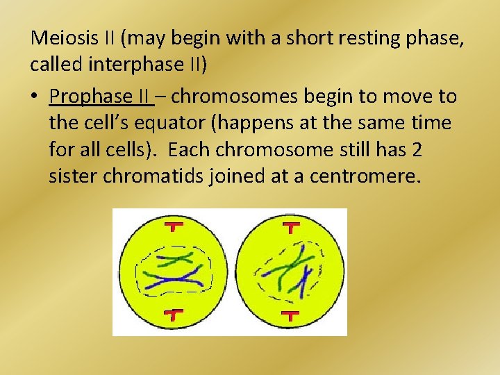 Meiosis II (may begin with a short resting phase, called interphase II) • Prophase