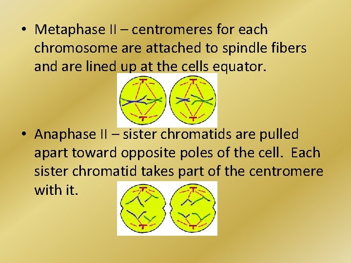  • Metaphase II – centromeres for each chromosome are attached to spindle fibers