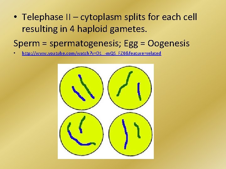  • Telephase II – cytoplasm splits for each cell resulting in 4 haploid