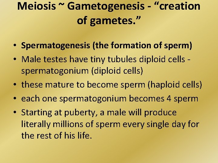Meiosis ~ Gametogenesis - “creation of gametes. ” • Spermatogenesis (the formation of sperm)
