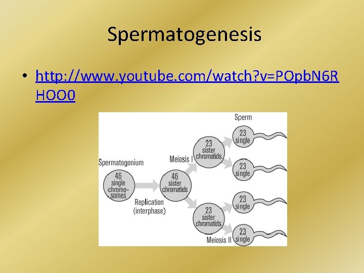 Spermatogenesis • http: //www. youtube. com/watch? v=POpb. N 6 R HOO 0 
