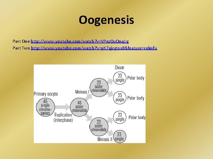 Oogenesis Part One http: //www. youtube. com/watch? v=VPez. Ou. Onq 1 g Part Two