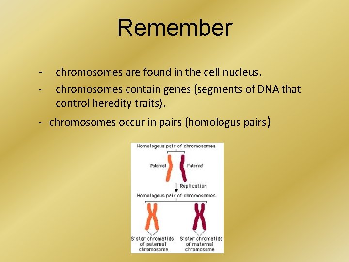 Remember - chromosomes are found in the cell nucleus. - chromosomes contain genes (segments