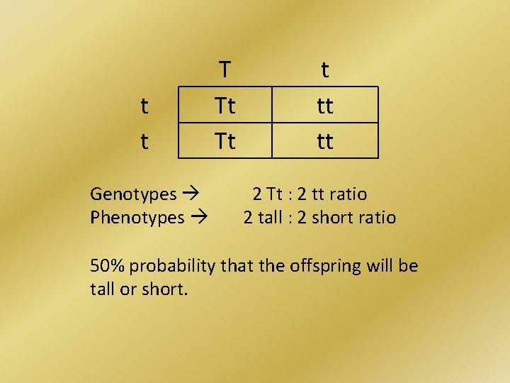 t t Genotypes Phenotypes T Tt Tt t tt tt 2 Tt : 2